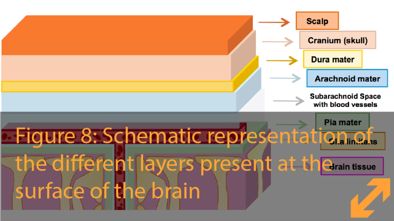 Barriers at the surface of the brain