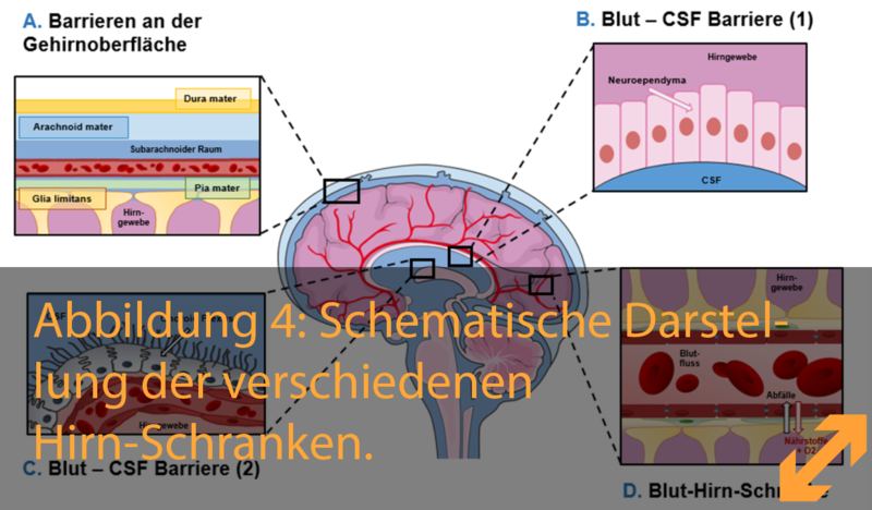 CSF Brain