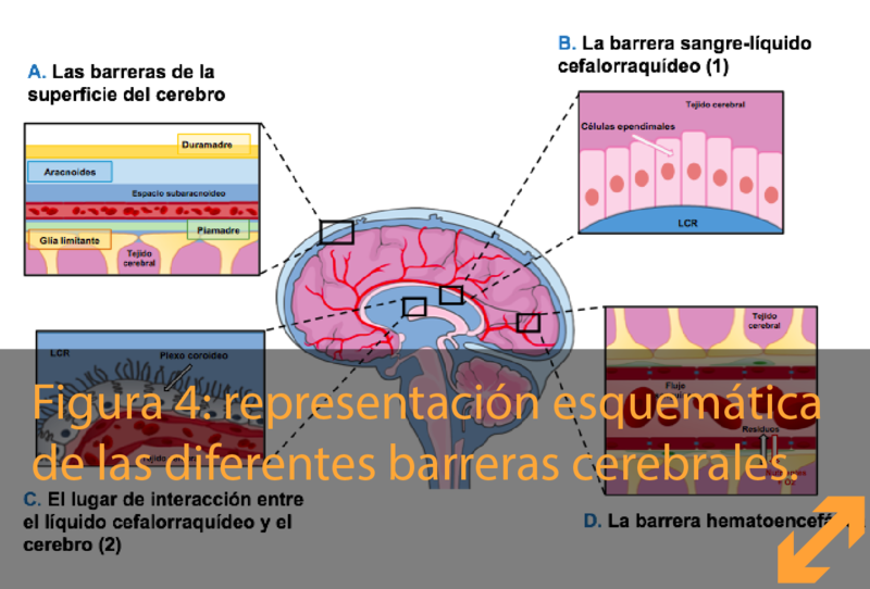 CSF Brain