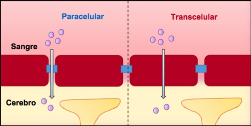 Paracellular versus transcellular pathway