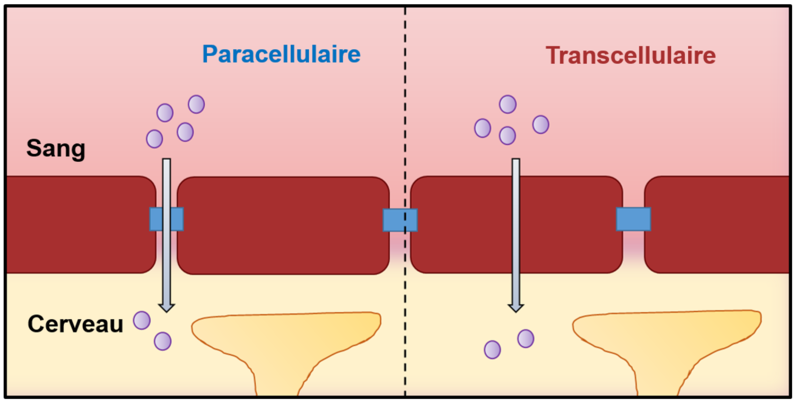 Paracellular versus transcellular pathway